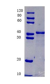 Western blot - Anti-NAMPT antibody