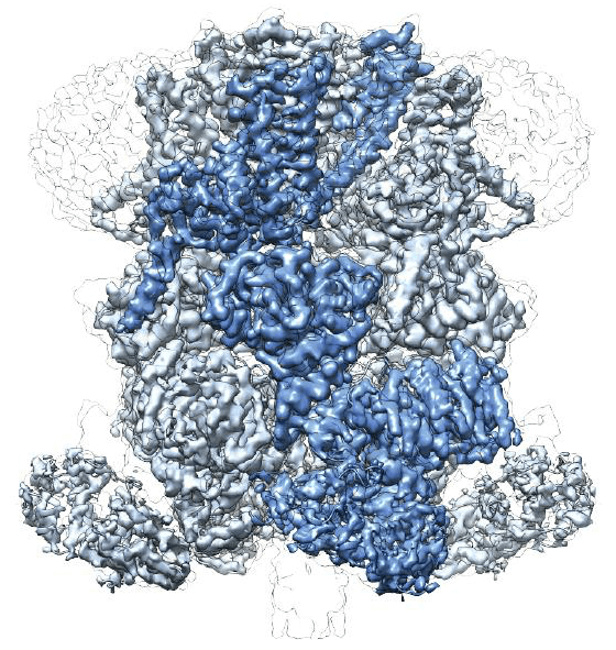 TRPM2 TRPM2